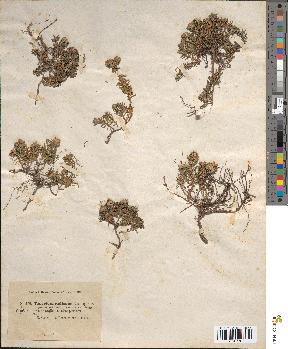 spécimen de Teucrium radicans