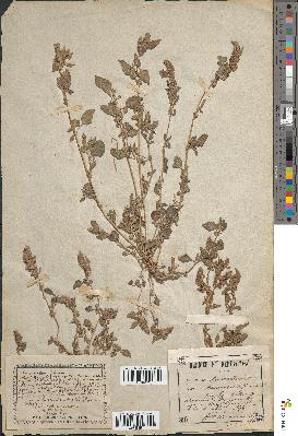 spécimen de Amaranthus deflexus