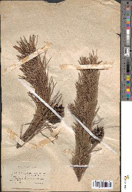spécimen de Pinus sylvestris