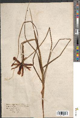 spécimen de Iris xiphium