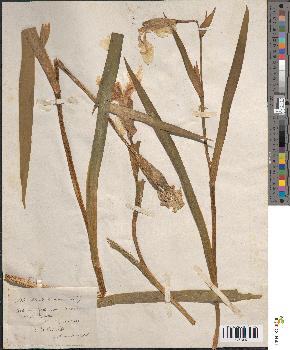 spécimen de Iris pseudacorus