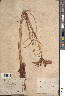 spécimen de Iris filifolia
