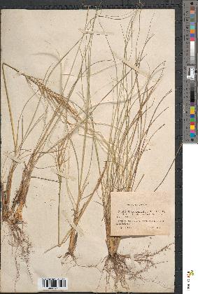 spécimen de Stipa pennata