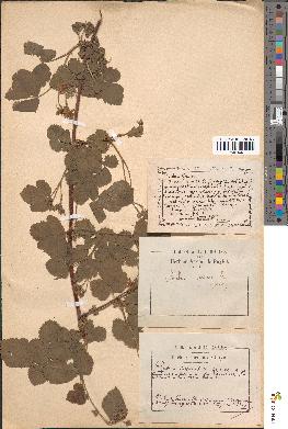 spécimen de Rubus caesius