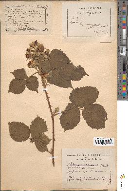 spécimen de Rubus procerus - caesius