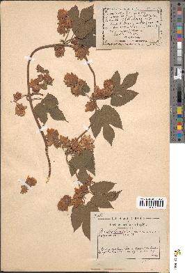 spécimen de Humulus lupulus