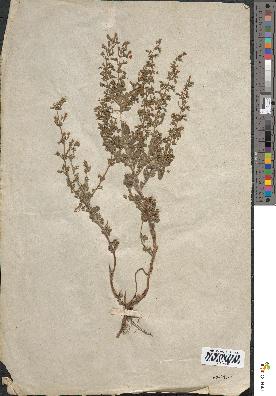 spécimen de Calamintha heterotricha