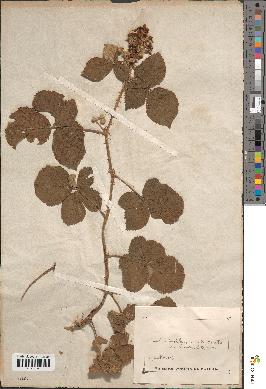 spécimen de Rubus sp.
