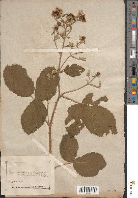 spécimen de Rubus sp.