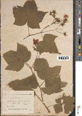 spécimen de Rubus odoratus