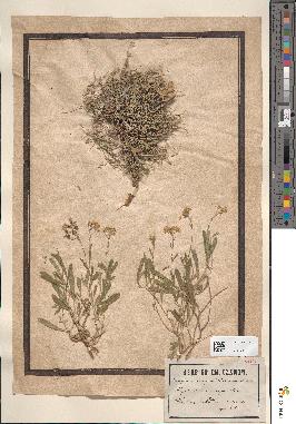 spécimen de Alyssum macrocarpum