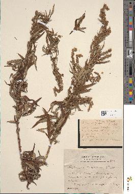 spécimen de Artemisia verlotiorum