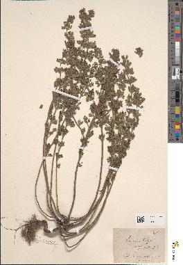 spécimen de Teucrium botrys