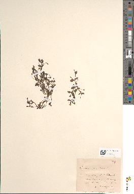spécimen de Lindernia pyxidaria