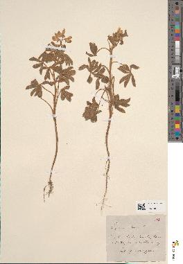 spécimen de Lupinus albus