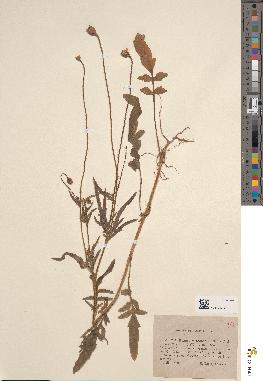 spécimen de Papaver caudatifolium