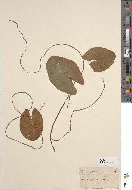 spécimen de Nuphar × spenneriana