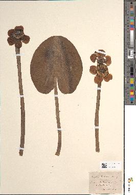 spécimen de Nuphar lutea