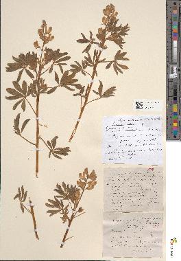 spécimen de Lupinus termis