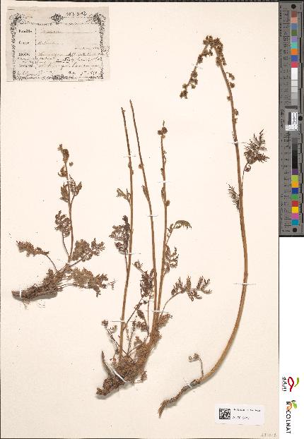 spécimen de Artemisia tanacetifolia