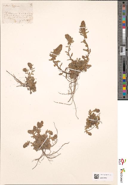 spécimen de Artemisia spicata