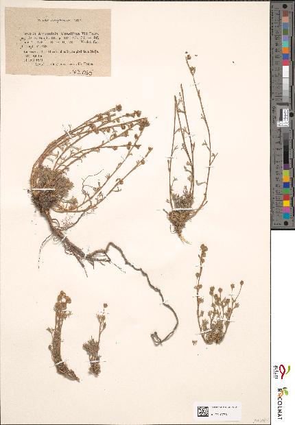 spécimen de Artemisia mutellina