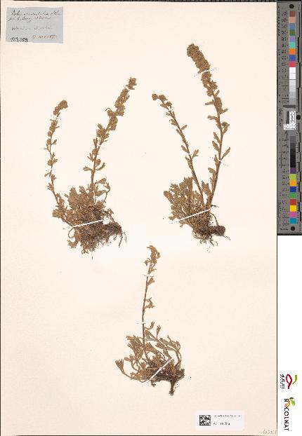 spécimen de Artemisia eriantha