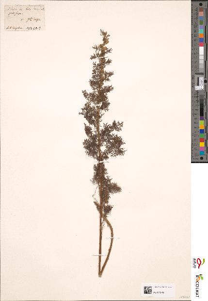 spécimen de Artemisia chamaemelifolia
