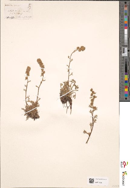 spécimen de Artemisia spicata