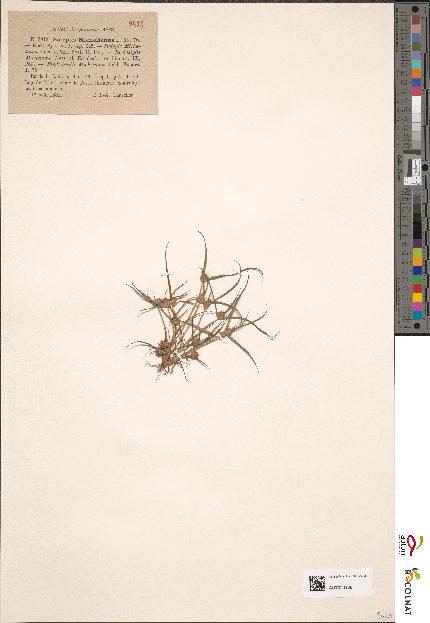 spécimen de Scirpus michelianus