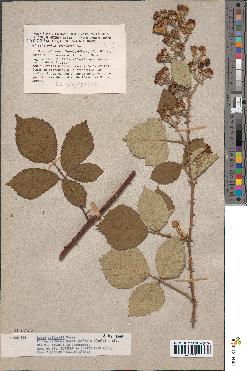 spécimen de Rubus caflischii