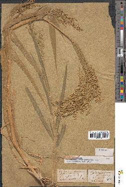 spécimen de Panicum miliaceum