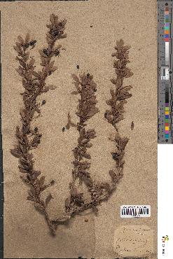 spécimen de Berberis vulgaris