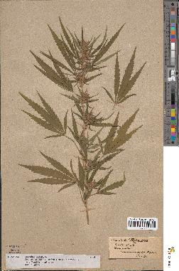 spécimen de Cannabis sativa