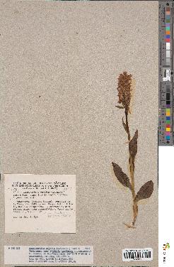 spécimen de Dactylorhiza majalis