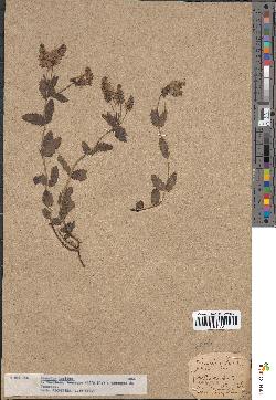 spécimen de Teucrium lucidum
