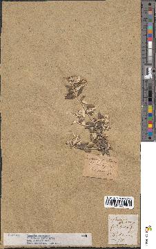 spécimen de Teucrium fruticans