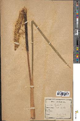 spécimen de Typha latifolia