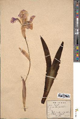 spécimen de Iris × germanica