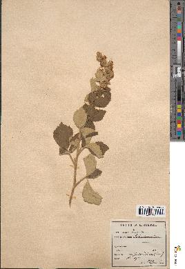 spécimen de Rubus tomentosus