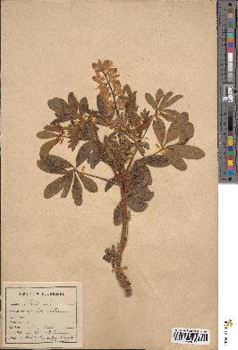 spécimen de Lupinus albus
