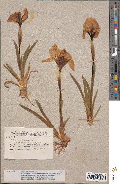 spécimen de Iris lutescens