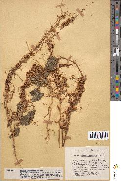 spécimen de Cuscuta campestris