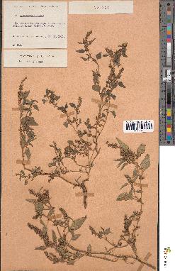 spécimen de Amaranthus deflexus