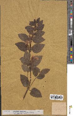 spécimen de Calamintha grandiflora