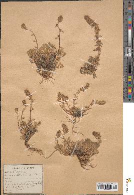spécimen de Artemisia spicata