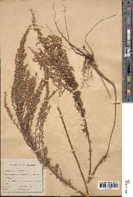 spécimen de Artemisia gallica
