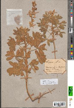 spécimen de Lupinus albus