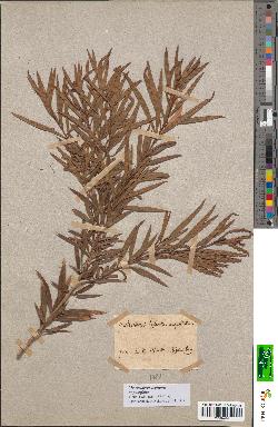 spécimen de Metrosideros lophantha