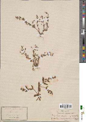 spécimen de Lindernia pyxidaria
